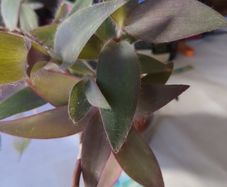 plant purple heart