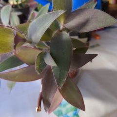 plant purple heart