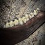 1 Copper Chain Wild Deer Jaw Viking Amulet Talisman Necklace Wasteland Bone Wearable Art Image 4