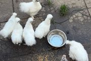 Silkie Rooster (Show Quality)