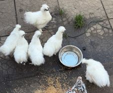 Silkie Rooster (Show Quality)