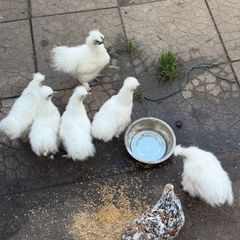 Silkie Rooster (Show Quality)