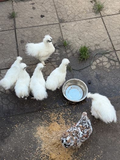 Silkie Rooster (Show Quality)
