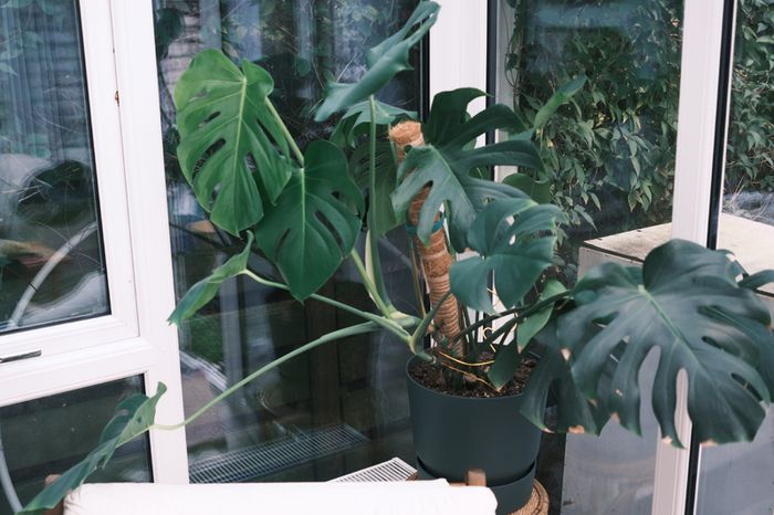 Lush Monstera in 30cm Dark Green Planter