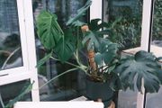 Lush Monstera in 30cm Dark Green Planter