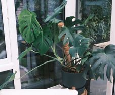 Lush Monstera in 30cm Dark Green Planter