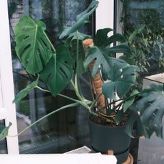 Lush Monstera in 30cm Dark Green Planter