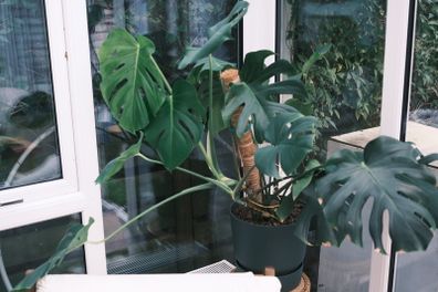 Lush Monstera in 30cm Dark Green Planter