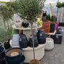 olive tree Image 4