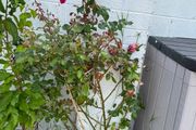 outdoor plant ( Climbing Rose )