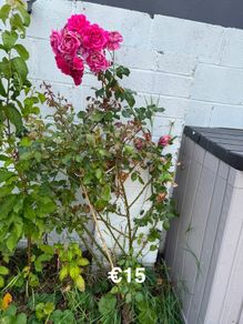 outdoor plant ( Climbing Rose )