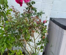 outdoor plant ( Climbing Rose )
