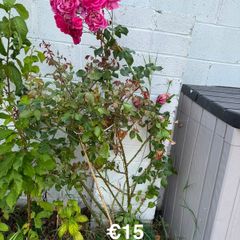 outdoor plant ( Climbing Rose )