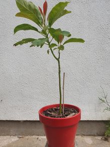 Avocado Tree