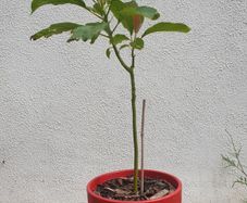 Avocado Tree