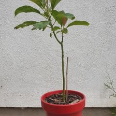 Avocado Tree