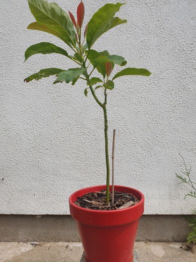 Avocado Tree