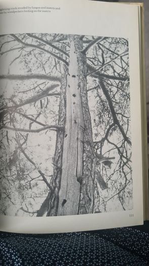 Trees For Town And Country By Peter Bridgeman. With A Frontispice By Henry Moore. Rare Vintage First Edition. Large Volume Hardback With Dustjacket In In Good Condition.