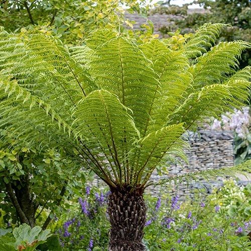 Tree Ferns-Dicksonia antarctica