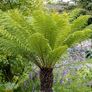 Tree Ferns-Dicksonia antarctica Image 5
