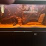 Fish Tank Fluval Rio 240 Image 6