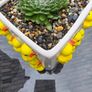 indoor plant with pot Image 2
