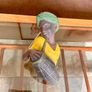 Vintage Bossons Head Drummer Boy Very Rare Made By W H Bossons Ltd Company England B32 Image 10