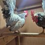 Serama Roosters Image 7