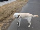 Pet/house sitting and pet walking Image 3