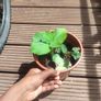 plants Image 3