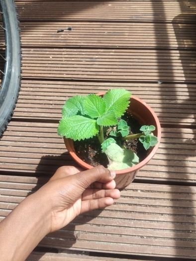 plants