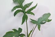 Alocasia Pink Passion Plant