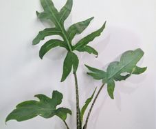 Alocasia Pink Passion Plant