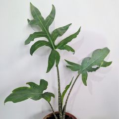 Alocasia Pink Passion Plant