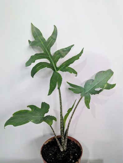 Alocasia Pink Passion Plant