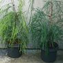 Chamaecyparis lawsoniana dark green and yellow green Image 2