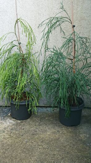 Chamaecyparis lawsoniana dark green and yellow green