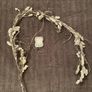 Christmas selection for decorations or artwork Image 6