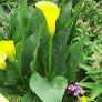 Yellow Calla Lily Bulbs Image 2