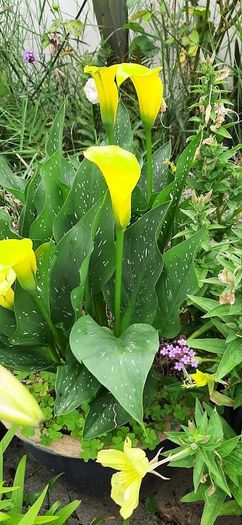 Yellow Calla Lily Bulbs
