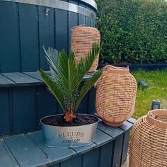 plant hangers