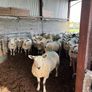 Hoggets Image 3