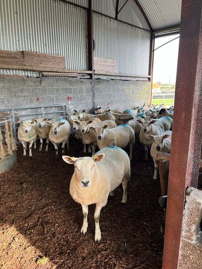 Hoggets