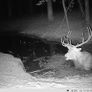 ZEISS Secacam 5 Wildlife Camera Image 2