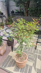 Japanese acer