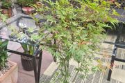 Japanese acer