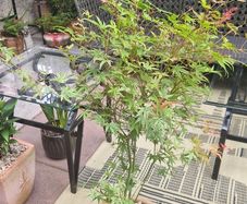 Japanese acer