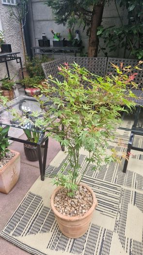 Japanese acer
