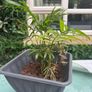 plant Image 2