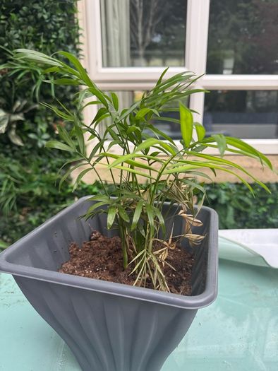 plant